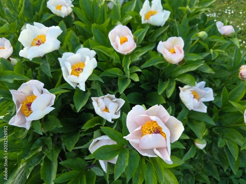 Cluster of delicate white peony flowers surrounded by lush green foliage, blooming outdoors in a vibrant spring garden setting.