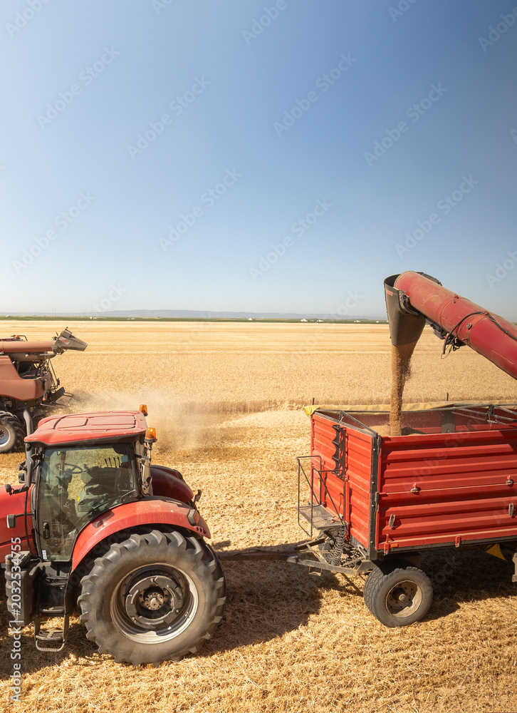 Naklejka premium Modern harvester loading off wheat on tractor trailers.