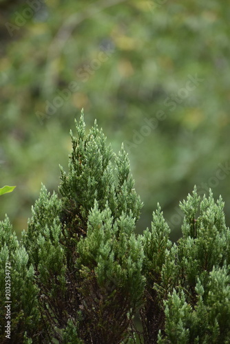 close up of a pine needles