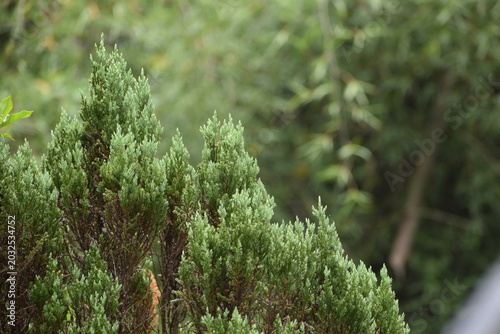 moss on the grass