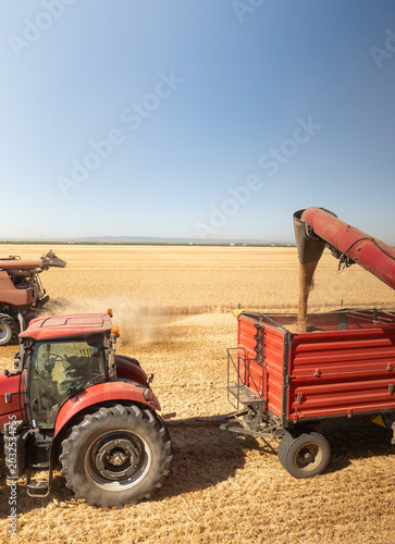 Modern harvester loading off wheat on tractor trailers.