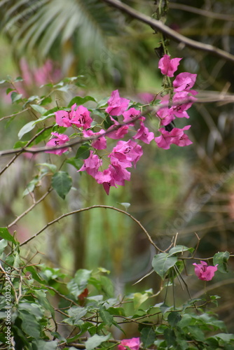 pink flowers in the garden