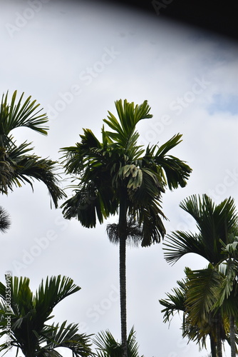 palm tree and sky