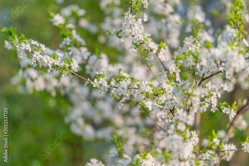 Obraz na plátne Peaceful floral display awakens tranquil feelings during dawn