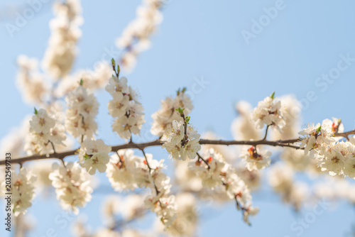 Принти на полотні Gossamer white blossoms signifying rejuvenation and fresh starts