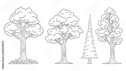 Four different types of trees in black and white line art including deciduous oaks and a tall coniferous pine tree.