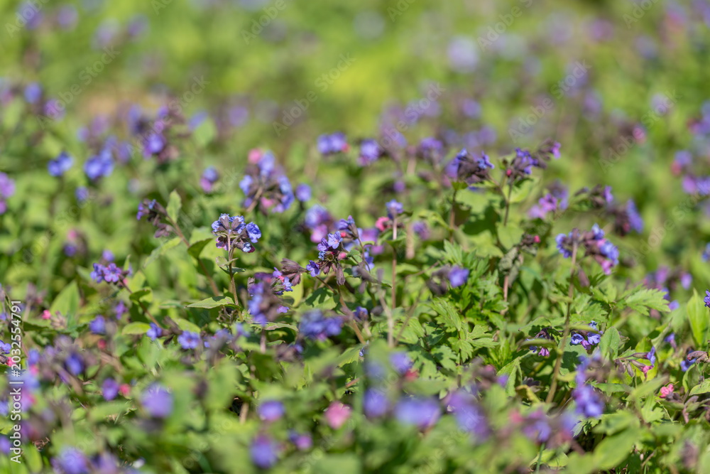 Obraz premium Blue petals isolated. Deeply blurred background highlights small blue flower petals vividly. Artistic depiction of delicate blue wildflower petals with gentle pastel tones
