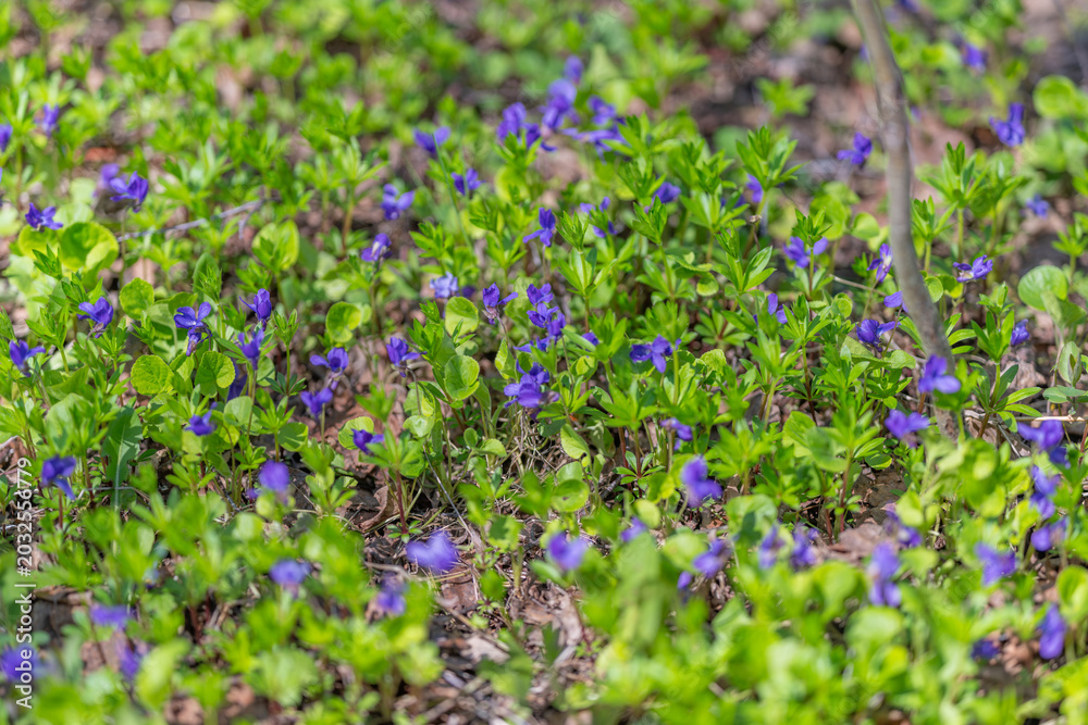 Obraz premium Dense violet patches offering pollinator habitat, low blossoms rich with nectar potential, springtime green carpet hosting insects, conservation and garden ecology emphasis