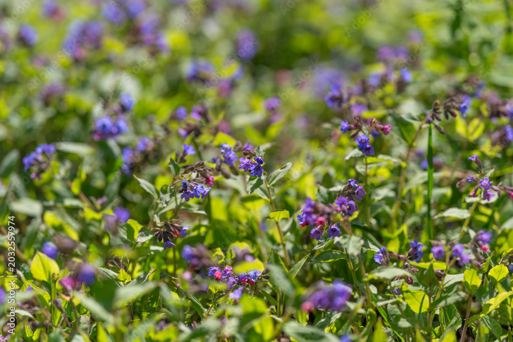 Obraz premium Lavender carpet of blooming purple flowers, expansive lowangle view of field, mixed fresh foliage, subtle breeze movement, habitat for small insects, vibrant seasonal palette