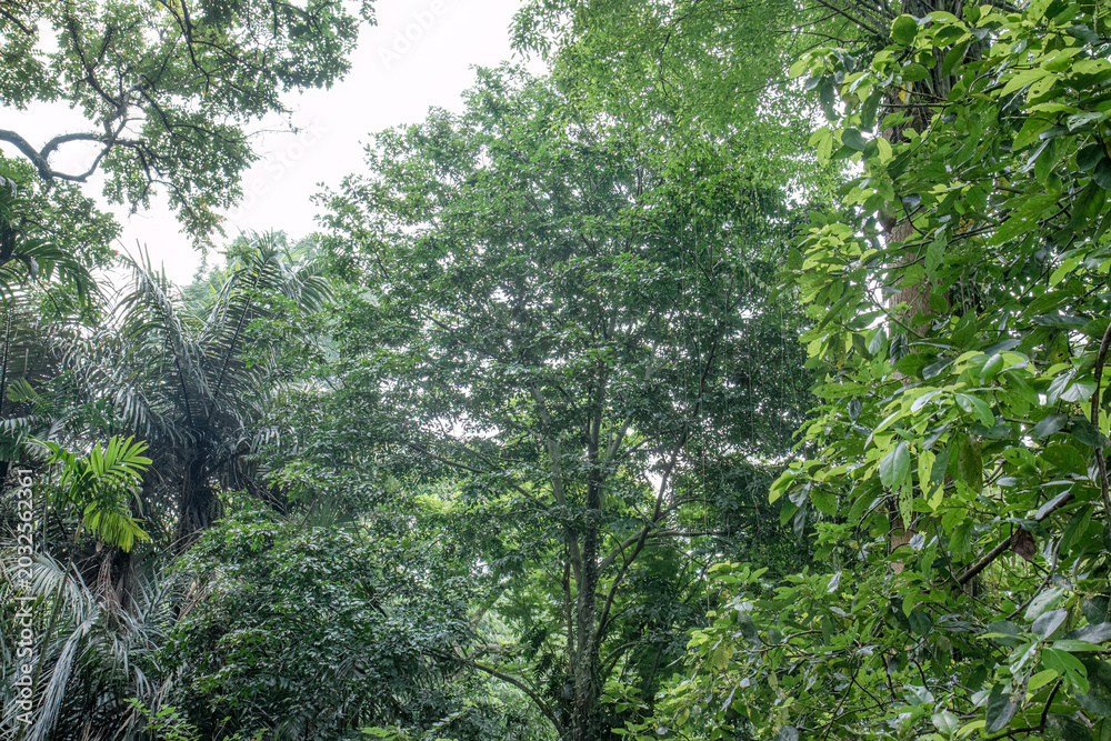 Fototapeta premium Green canopy view for eco travel and wellness brands. Layered tropical trees create fresh nature copy space. High foliage scene suits conservation campaign visuals