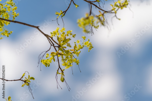 Fotografia Fine twigs and tiny catkins, cool palette and minimal composition, soft cloud ba