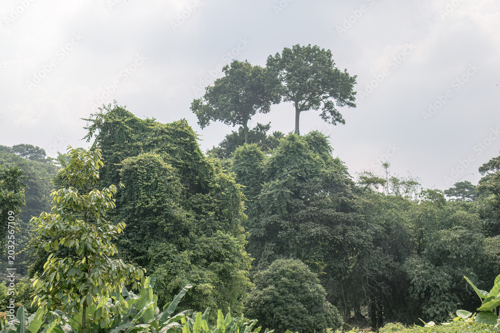 Naklejka premium Tall emergent trees above dense tropical canopy. Jungle crowns for biodiversity conservation visuals. Layered green forest ridge in humid nature scene
