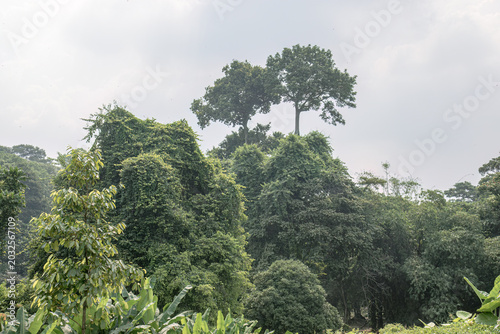 Tableau sur toile Tall emergent trees above dense tropical canopy