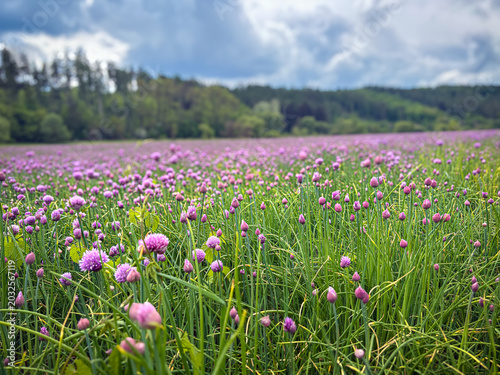 Vibrant Purple Flowers Blanket The Green Meadow