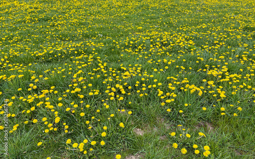 Sunny Field Adorned With Bright Yellow Wildflowers
