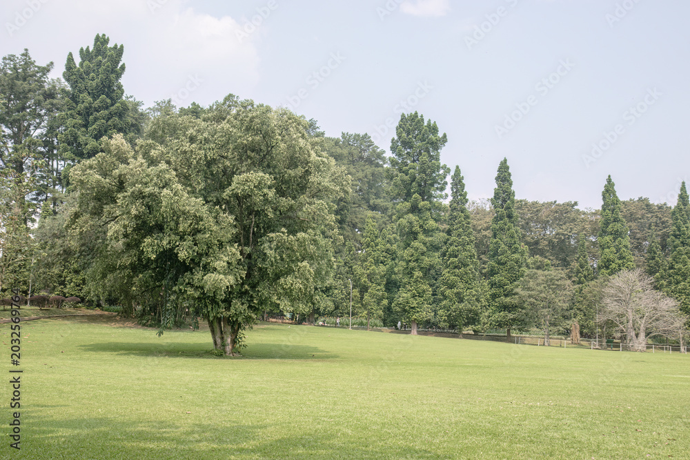 Obraz premium Open park lawn with trees for recreation advertising. Wide green field suited to leisure travel campaigns. Sunny public meadow scene supporting family picnic visuals