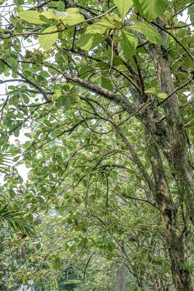 Fototapeta premium Upward tree canopy with textured branches and leaves. Vertical woodland view for natural background assets. Leafy overhead frame suited to eco design layouts