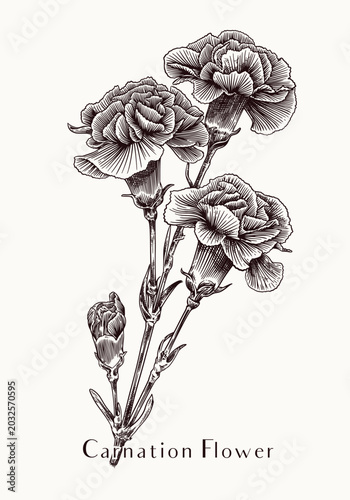 Hand Drawn Carnation Floral Line Art Element for Modern Branding