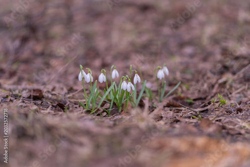 Bild auf Leinwand Spring snowdrops bloom in field