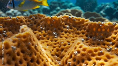 Closeup of a vibrant orange coral reef with small fish swimming by.