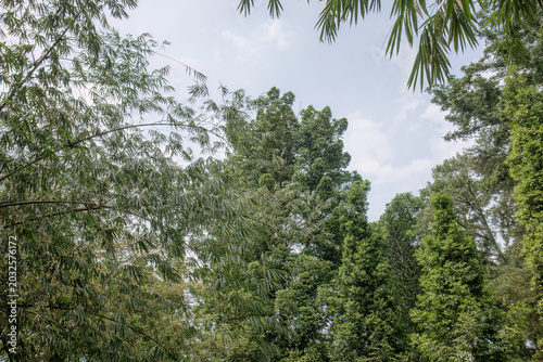 Bamboo leaves frame tall trees under pale sky. Airy canopy view for eco travel advertising. Tropical park foliage with open copy space