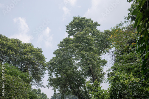 Tall tropical tree rising into soft blue sky. Vertical park crown for nature travel advertising. Sunlit branches create an airy outdoor backdrop