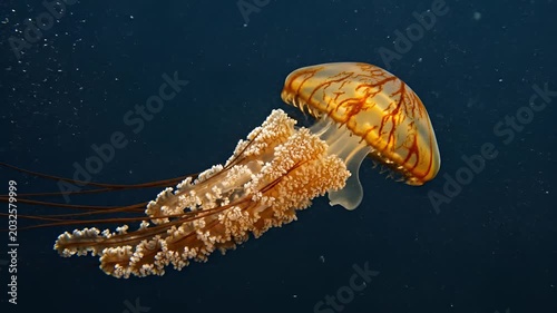 Majestic Pacific Sea Nettle Jellyfish Gracefully Swims in Dark Ocean Depths.