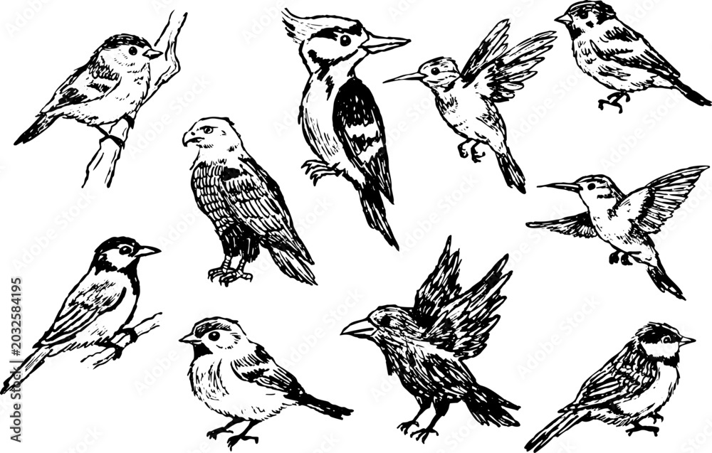Obraz premium Bird drawing collection, hand drawn sketch set with various species hummingbird woodpecker sparrow in motion. Avian wildlife doodle art