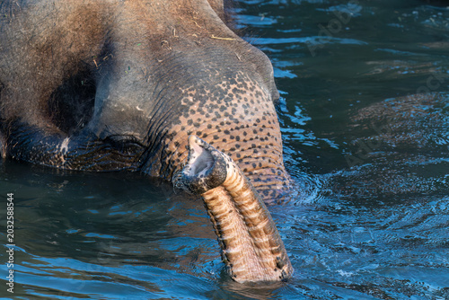 Quadro su tela Indian elephant (Elephas maximus indicus) bathing in the river, head above water