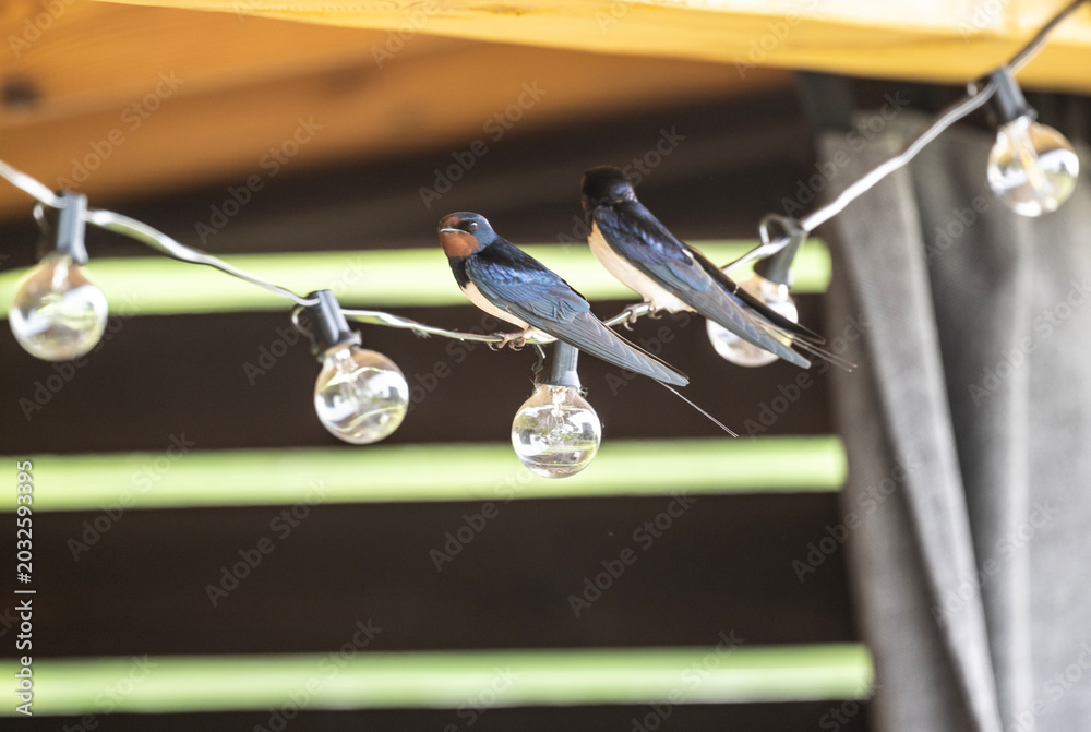 Fototapeta premium Black martins in the wild on a sunny spring day.