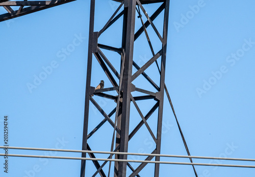 A kestrel in its natural habitat on a sunny spring day.