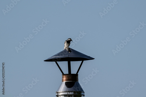 A beautiful bird in its natural habitat on a sunny spring day.