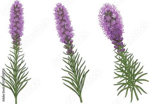 фотографія Three purple liatris blazing star flower spikes, botanical garden wildflower vec