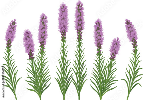 Foto Purple liatris blazing star flowers set, garden wildflower stems vector illustra