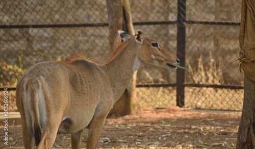 Photos Female Nilgai roaming in a closed enclosure in Zoo