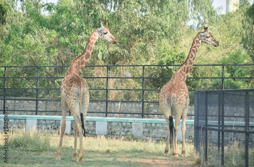 Two adult giraffe in Zoo