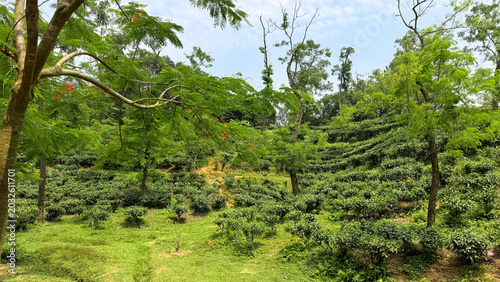 Beautiful Green Rural Forest Landscape in Tropical Countryside of Bangladesh