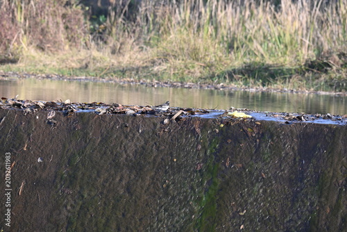 Bild auf Leinwand White browed wagtail or large pied wagtail bird