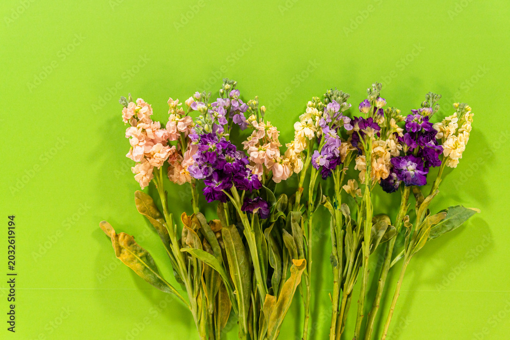 Fototapeta premium Fresh Stock Flowers on Green Background