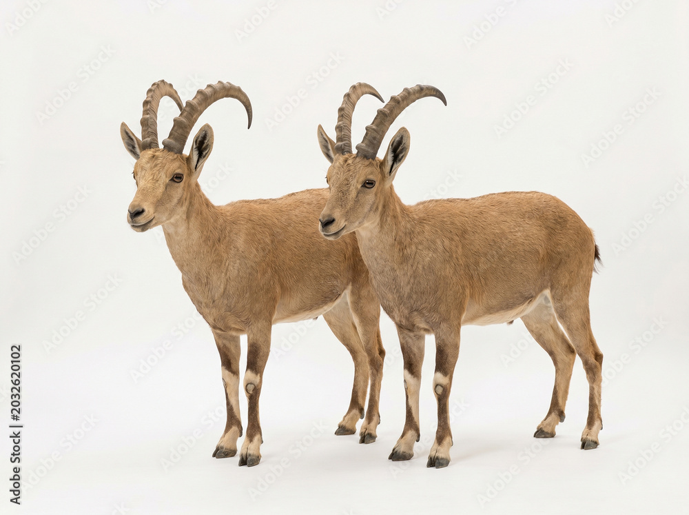 Fototapeta premium Two majestic mountain dwellers stand prominently side by side showcasing their impressive curved horns and robust forms within a luminous expanse embodying the serene resilience of wild alpine fauna.