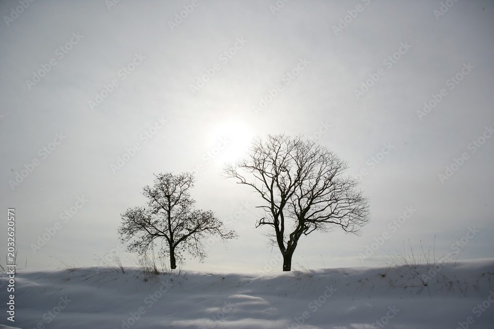 Fototapeta premium 冬の長野・信州信濃町の雪原に立つ2本の木のシルエットと雪空