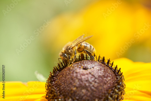 Canvastavla Honeybee collecting pollen on a yellow black-eyed Susan flower in bright macro c
