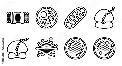 Bild auf Leinwand Cell Biology Icons: Organelles, Mitochondria, Ribosomes, Golgi Apparatus, Nucleu