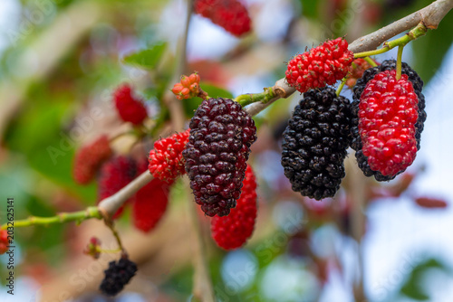 Fresh Ripe Mulberry Fruits ...