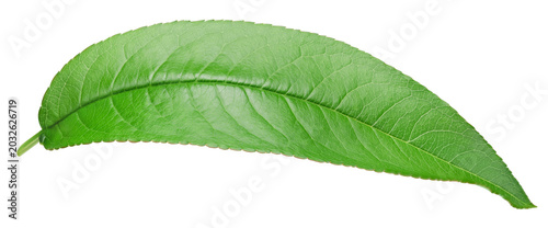 Obraz na płótnie Almond leaves isolated white background