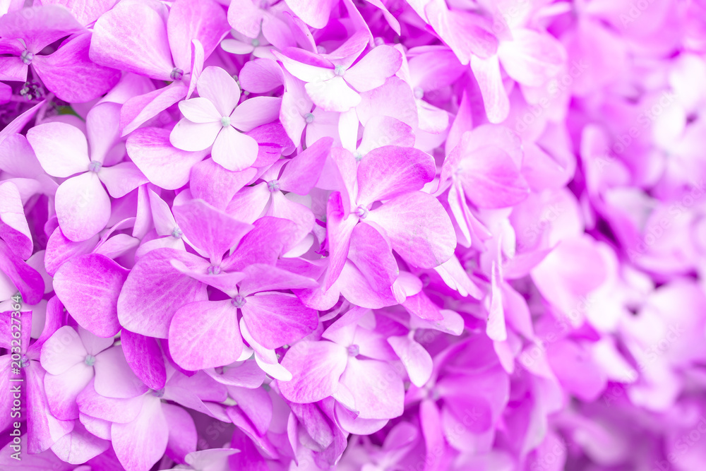 Fototapeta premium Lilac flowers close up. Bouquet of purple flowers. City flower beds, a beautiful and well-groomed garden with flowering bushes.