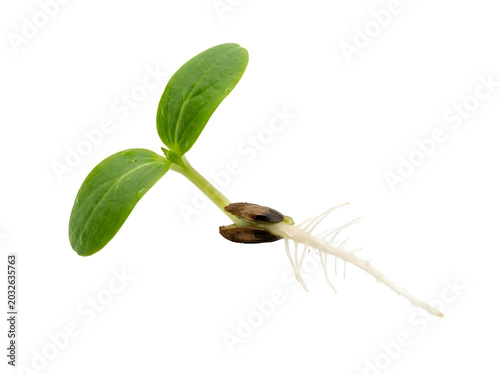 Fresh cucumber seedling sprouting with green leaves on a transparent background