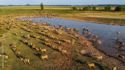 Photography Elk Herd Gathering to Drink Along River Wetland