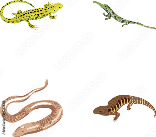 Fotografija Collection of various lizard and slow worm illustrations showcasing different re