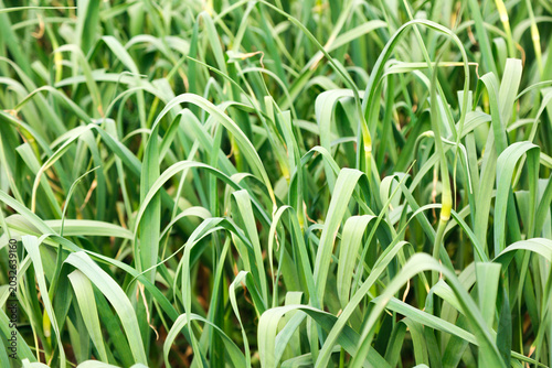 Cuadro en lienzo Green Garlic Scapes Growing in Farm Field Ready for Harvesting - Fresh Agricultu